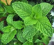 The Benefits of Peppermint oil